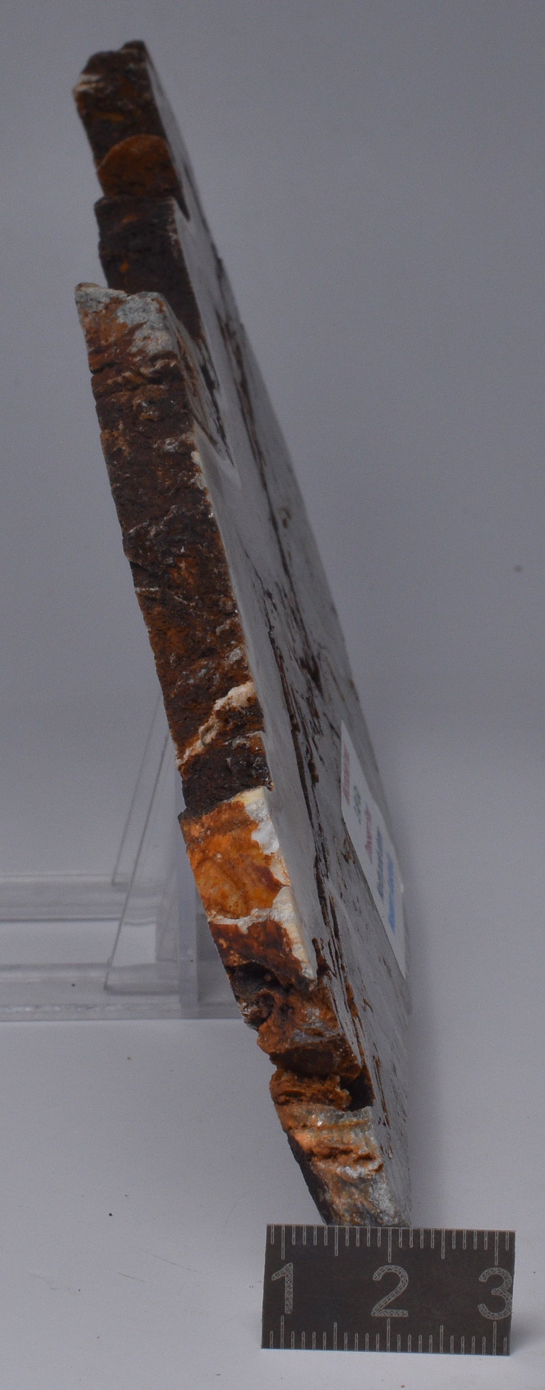 MICROBIALITE Mat STROMATOLITE, North Pole Dome, Western Australia S1045