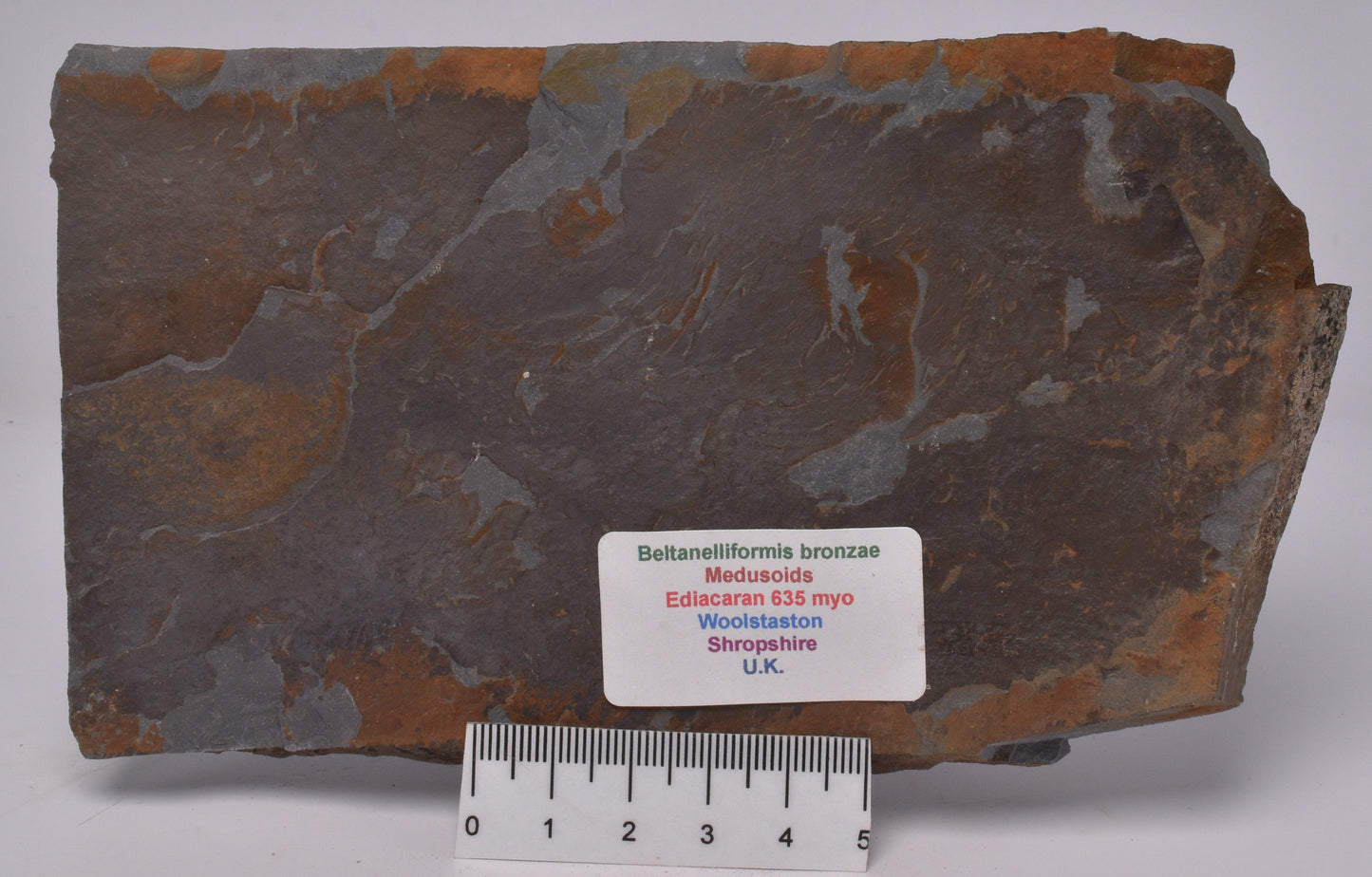 FOSSIL BELTANELLIFORMIS BRUNSAE S811