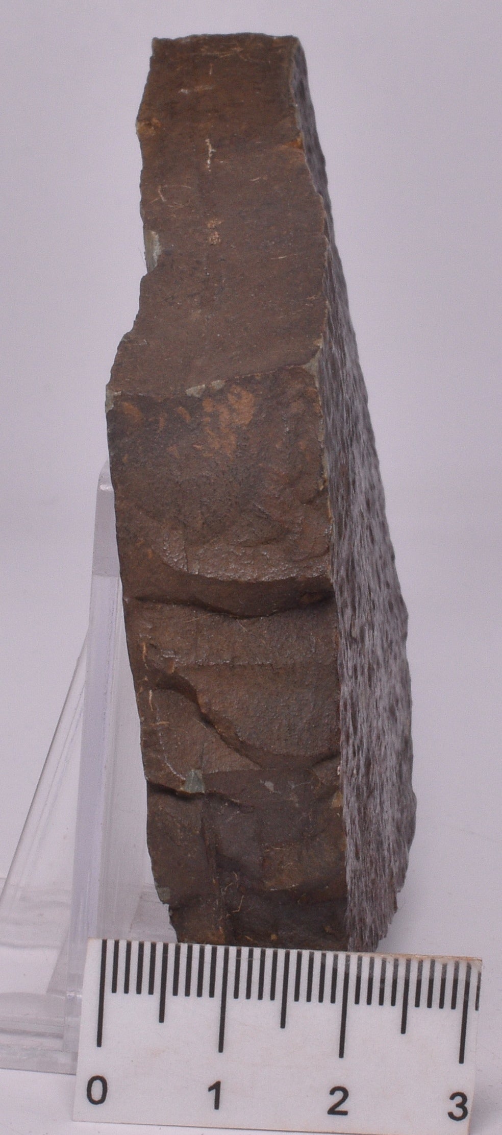 FOSSIL BELTANELLIFORMIS BRUNSAE S812