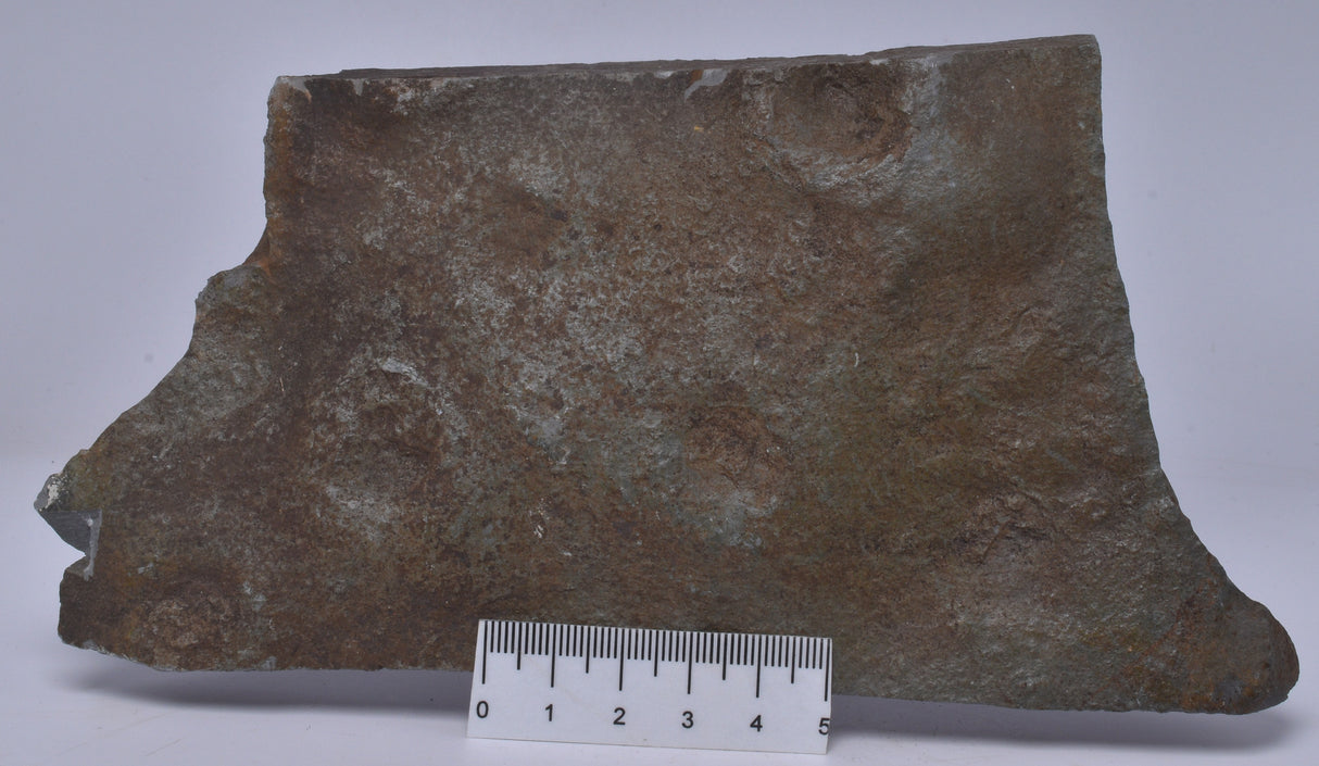 FOSSIL BELTANELLIFORMIS BRUNSAE S813