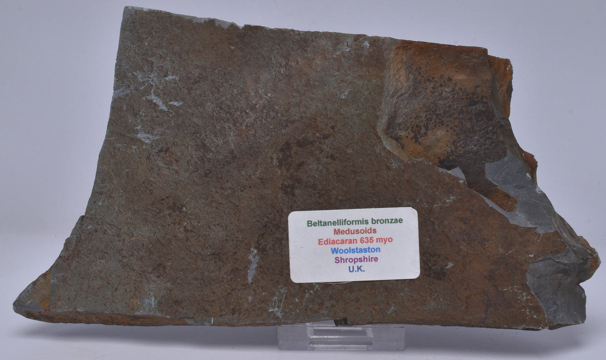 FOSSIL BELTANELLIFORMIS BRUNSAE S813