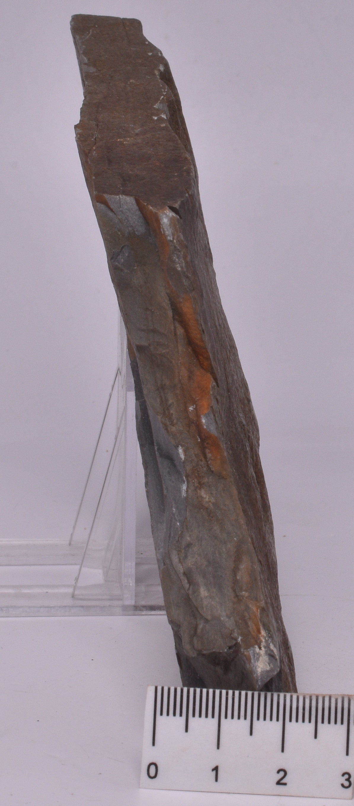 FOSSIL BELTANELLIFORMIS BRUNSAE S813