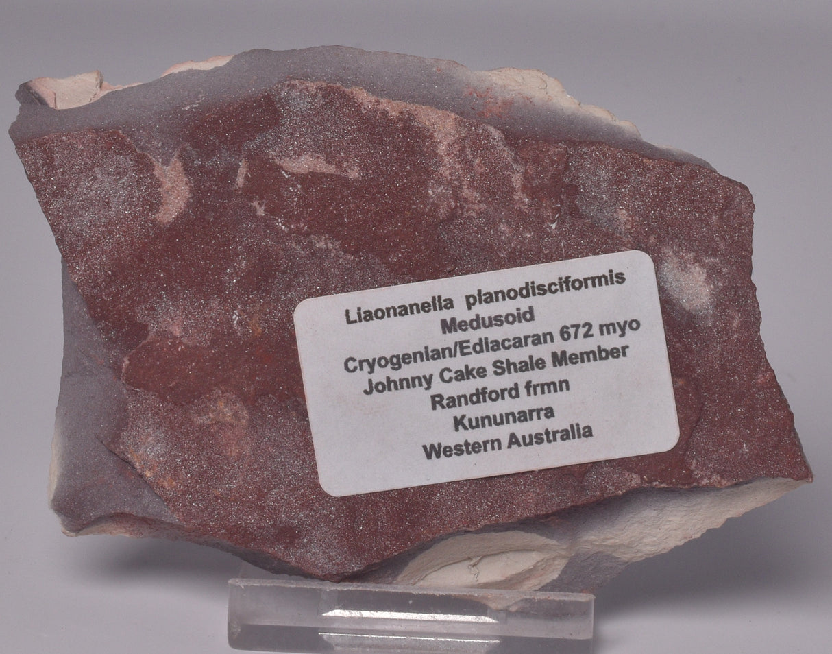 FOSSIL PORPITA LIAONANELLA, MEDUSA, PRE CAMBRIAN, AUSTRALIA F06