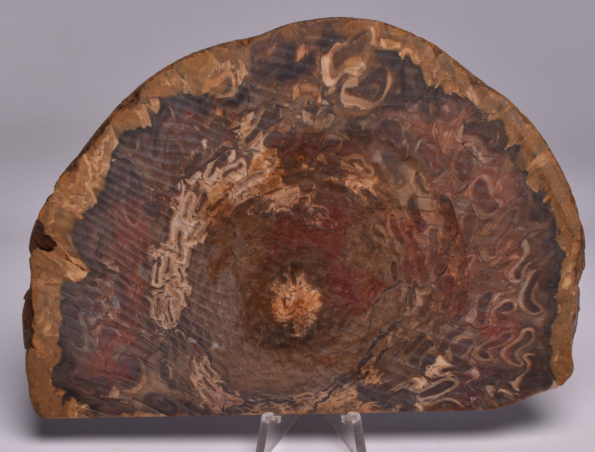 OSMUNDA SLICE, CRETACEOUS, MILES, CHINCHILLA, QUEENSLAND, AUSTRALIA S93