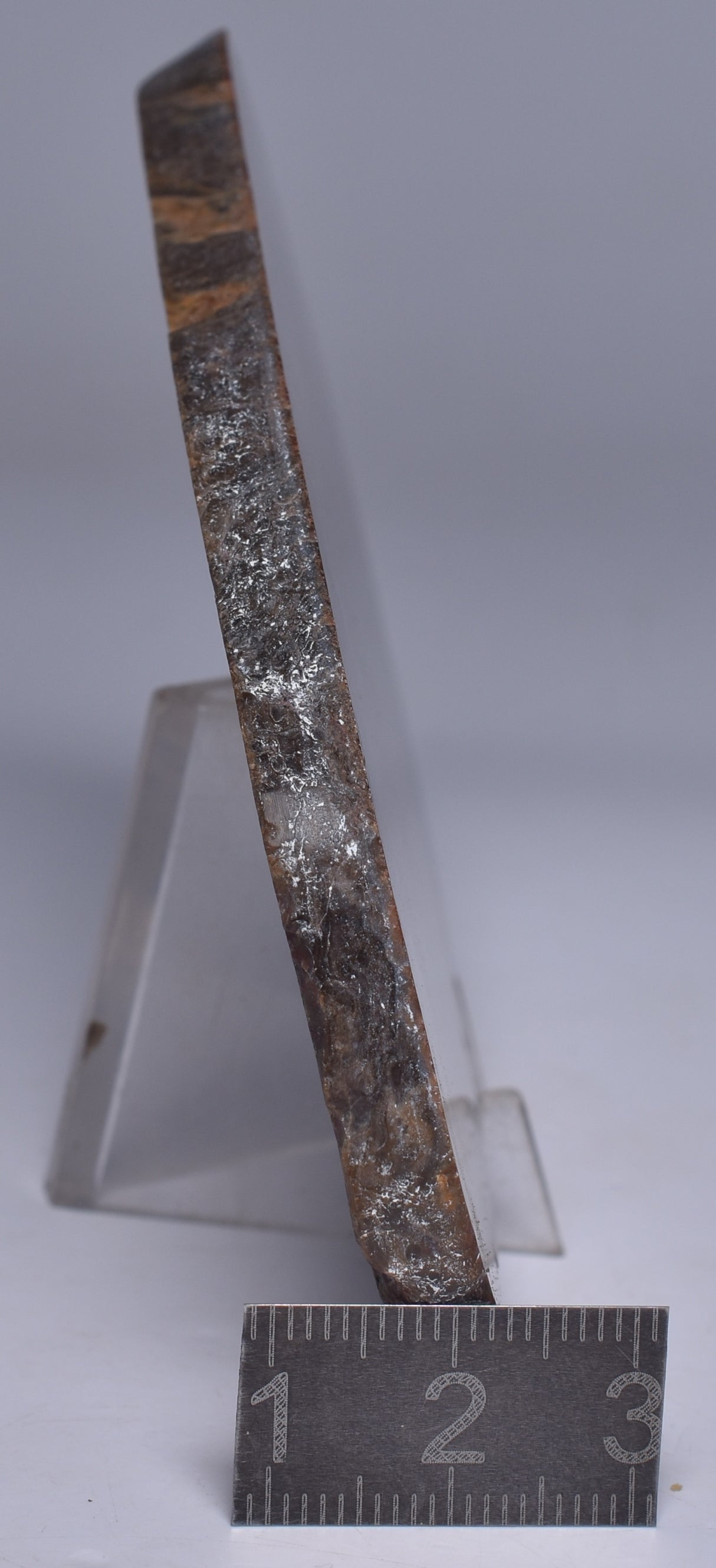 OSMUNDA SLICE, CRETACEOUS, MILES, CHINCHILLA, QUEENSLAND, AUSTRALIA S1262