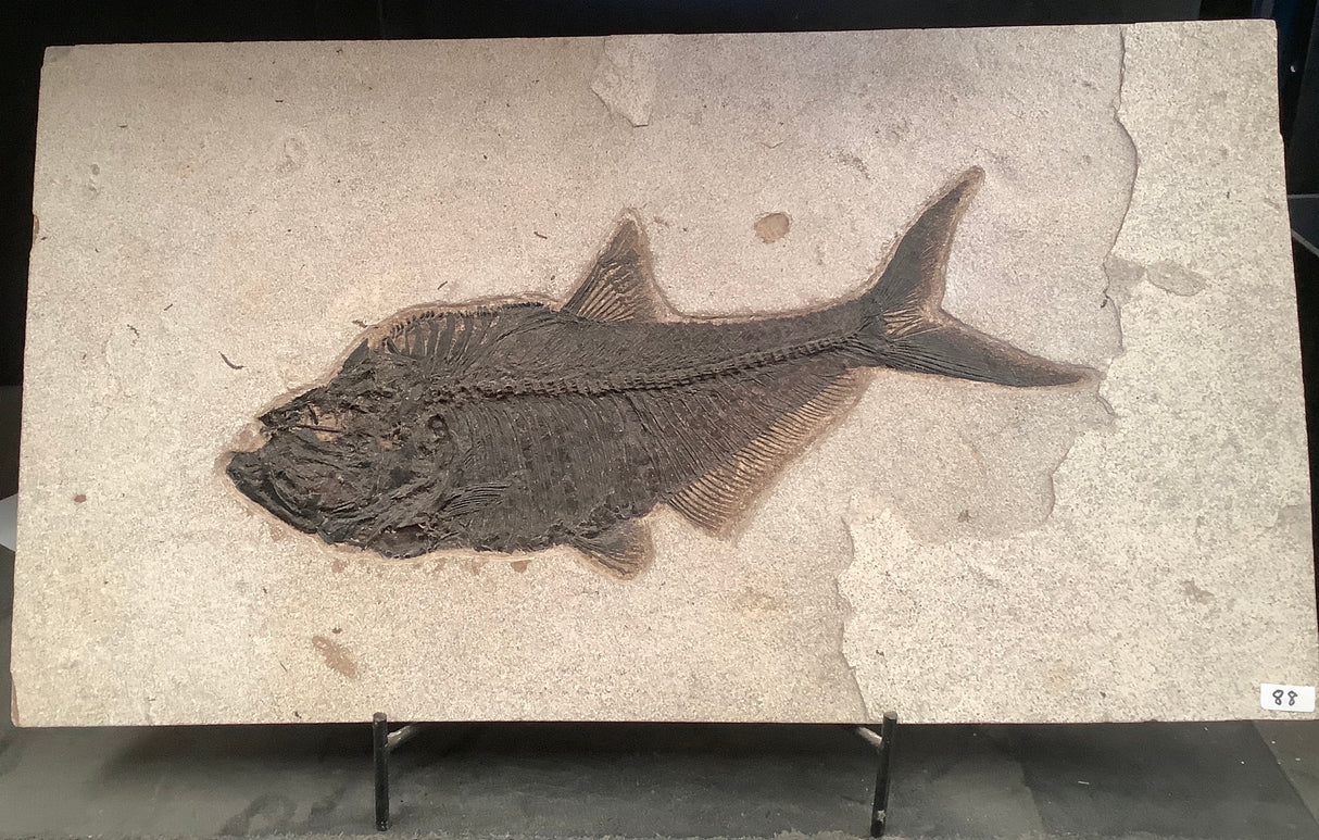Fossil Fish Diplomystus