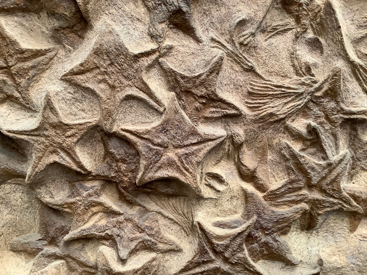 Crinoid and Starfish Fossil