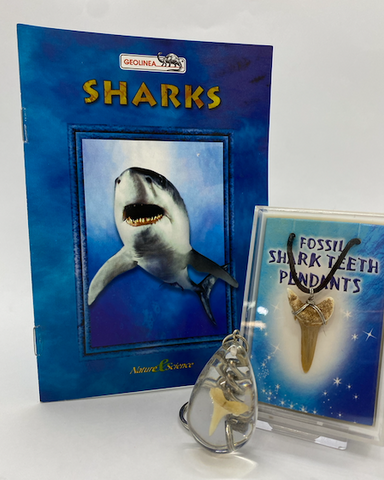 SHARK FOSSIL TOOTH GIFT PACK P800