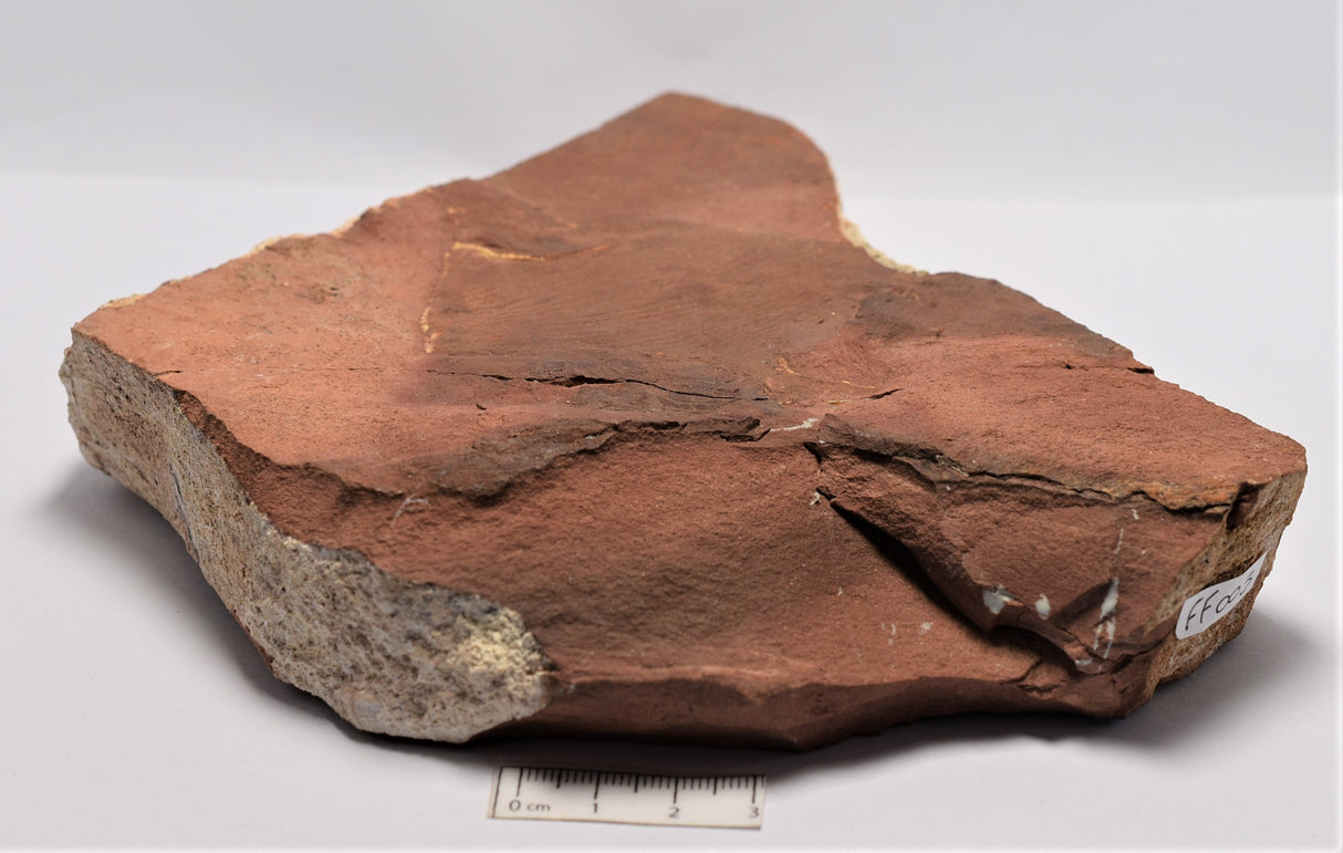 EBENAQUA RITCHIEI FOSSIL F375