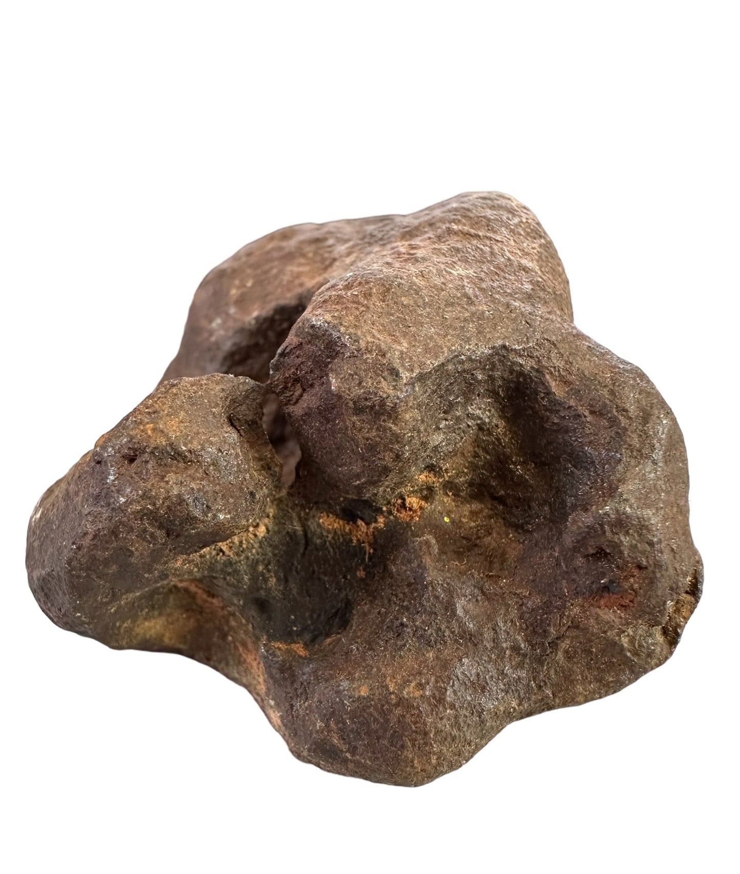 MUNDRABILLA IRON METEORITE with HOLE, VERY RARE, STONY IRON, AUSTRALIA MT64