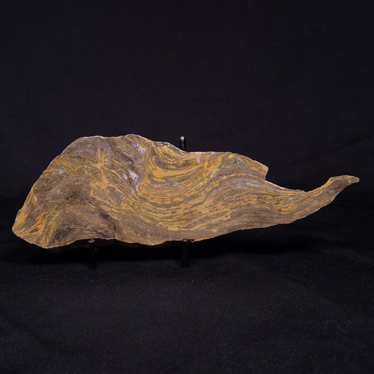 Kussiella cf. kussiensis: Stromatolites of the Paleoproterozoic Taltheilei Formation, Canada