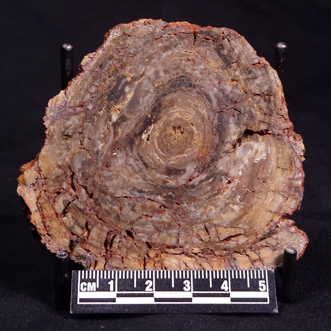 Fossil Stromatolites: Conophyton basalticum and Conophyton amantourartensis