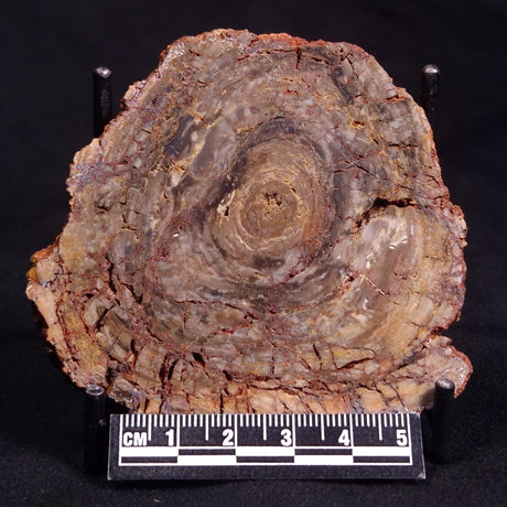 Fossil Stromatolites: Conophyton basalticum and Conophyton amantourartensis