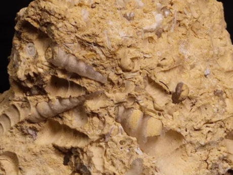 Turritella Fossils : A Window into Miocene Marine Environments