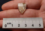 RAINBOW LATTICE SUNSTONE CABOCHON, Australia GLSC07