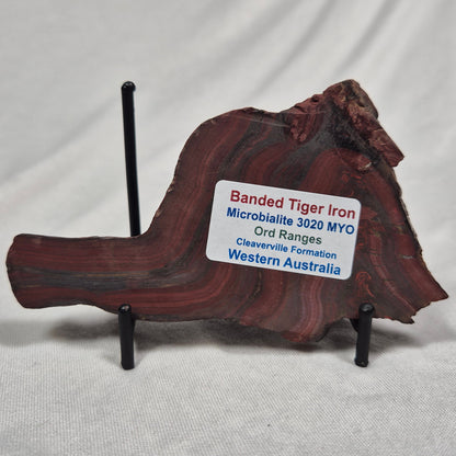 BANDED TIGER IRON MICROBIALITE, Archean, Australia ZBI010