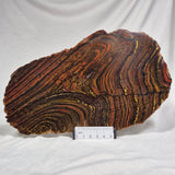 BANDED TIGER IRON MICROBIALITE, Archean, Australia ZBI017