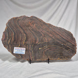BANDED TIGER IRON MICROBIALITE, Archean, Australia ZBI017