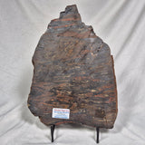 BANDED TIGER IRON MICROBIALITE, Archean, Australia ZBI024