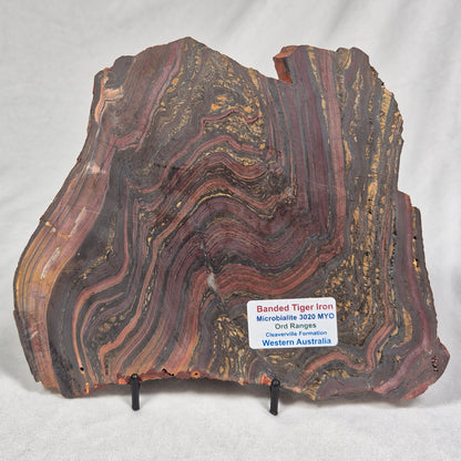 BANDED TIGER IRON MICROBIALITE, Archean, Australia ZBI025