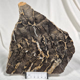 BOXONIA PERTAKNURRA STROMATOLITE, Proterozoic, Australia ZBP001