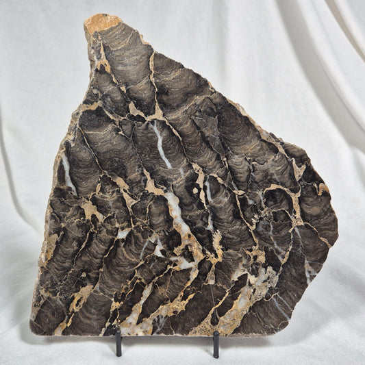 BOXONIA PERTAKNURRA STROMATOLITE, Proterozoic, Australia ZBP001