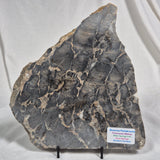 BOXONIA PERTAKNURRA STROMATOLITE, Proterozoic, Australia ZBP001