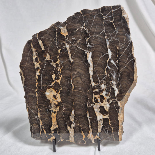 BOXONIA PERTAKNURRA STROMATOLITE, Proterozoic, Australia ZBP002