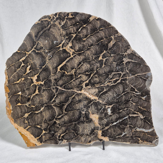 BOXONIA PERTAKNURRA STROMATOLITE, Proterozoic, Australia ZBP003