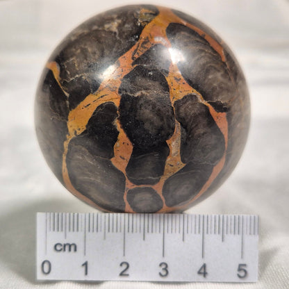 BOXONIA PERTAKNURRA STROMATOLITE, Proterozoic, Australia ZSS001