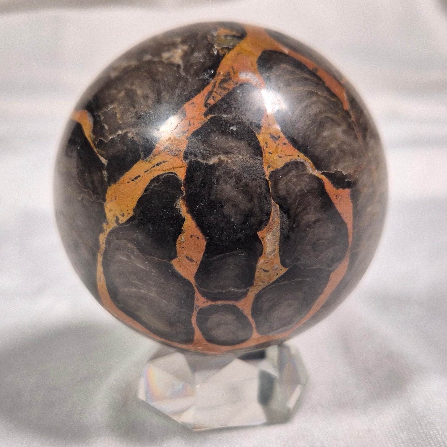 BOXONIA PERTAKNURRA STROMATOLITE, Proterozoic, Australia ZSS001