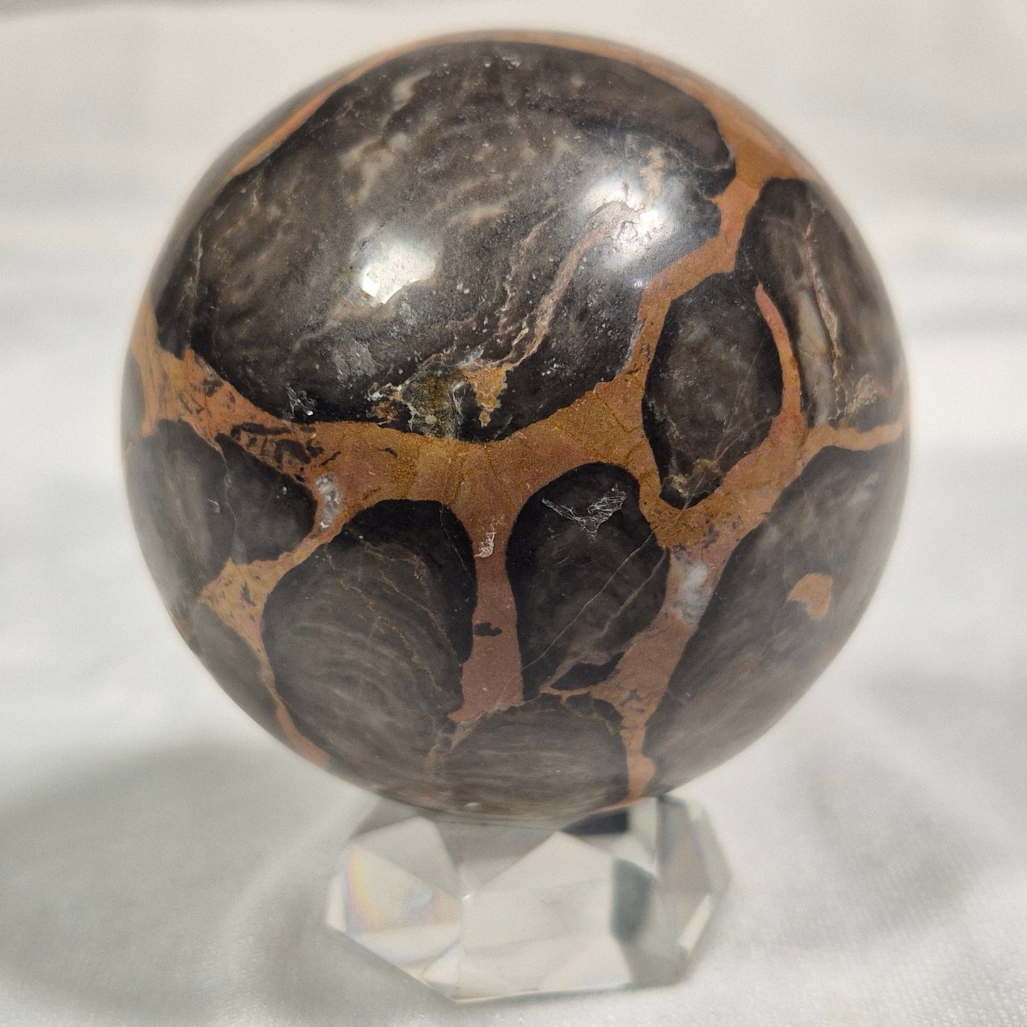 BOXONIA PERTAKNURRA STROMATOLITE, Proterozoic, Australia ZSS001