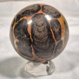BOXONIA PERTAKNURRA STROMATOLITE, Proterozoic, Australia ZSS001