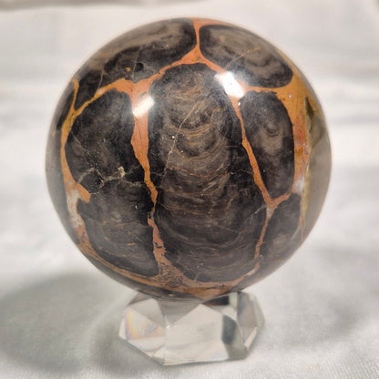 BOXONIA PERTAKNURRA STROMATOLITE, Proterozoic, Australia ZSS001