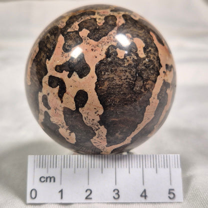 BOXONIA PERTAKNURRA STROMATOLITE, Proterozoic, Australia ZSS002