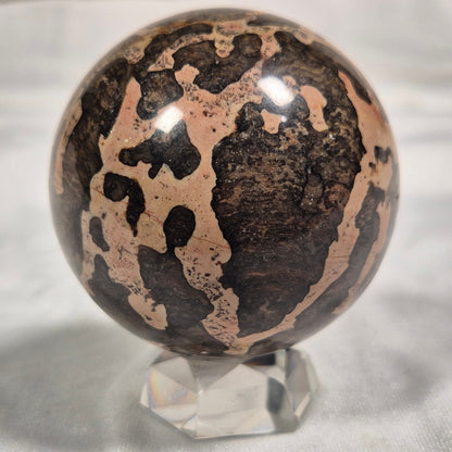 BOXONIA PERTAKNURRA STROMATOLITE, Proterozoic, Australia ZSS002