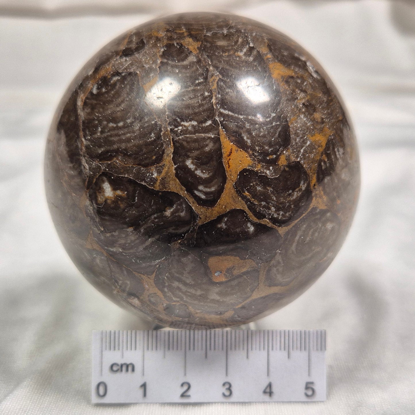 INZERIA INTIA STROMATOLITE, Proterozoic, Australia ZSS006