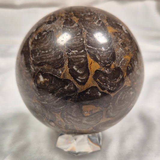 INZERIA INTIA STROMATOLITE, Proterozoic, Australia ZSS006