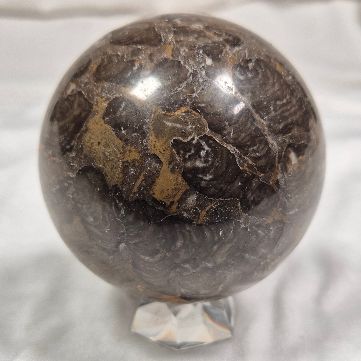 INZERIA INTIA STROMATOLITE, Proterozoic, Australia ZSS006