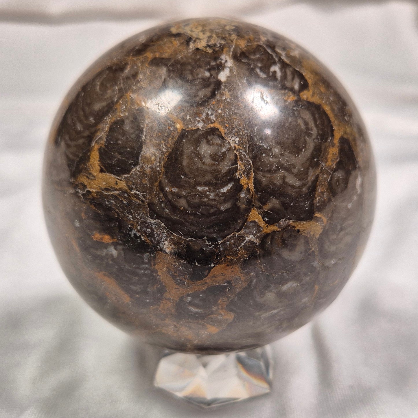 INZERIA INTIA STROMATOLITE, Proterozoic, Australia ZSS006