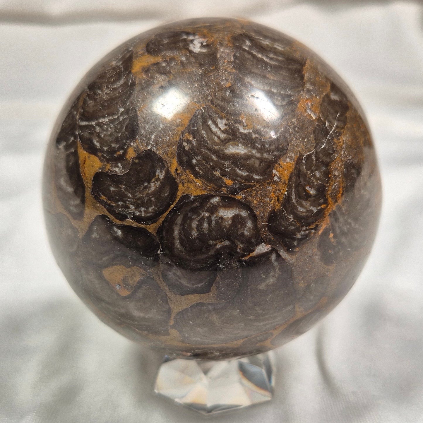 INZERIA INTIA STROMATOLITE, Proterozoic, Australia ZSS006