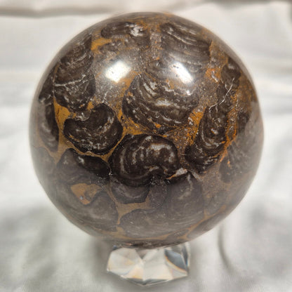 INZERIA INTIA STROMATOLITE, Proterozoic, Australia ZSS006