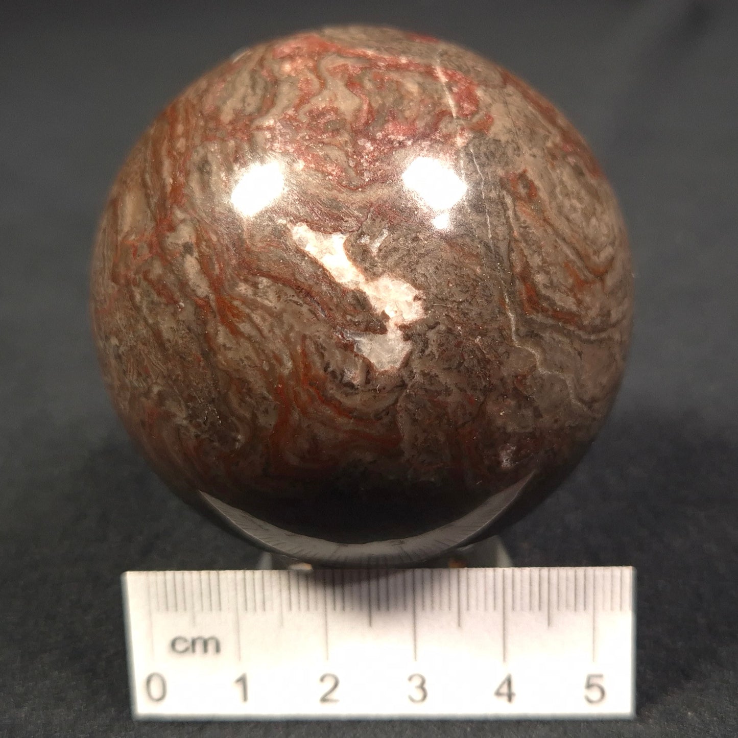 LINELLA AVIS STROMATOLITE, Proterozoic, Australia ZSS007