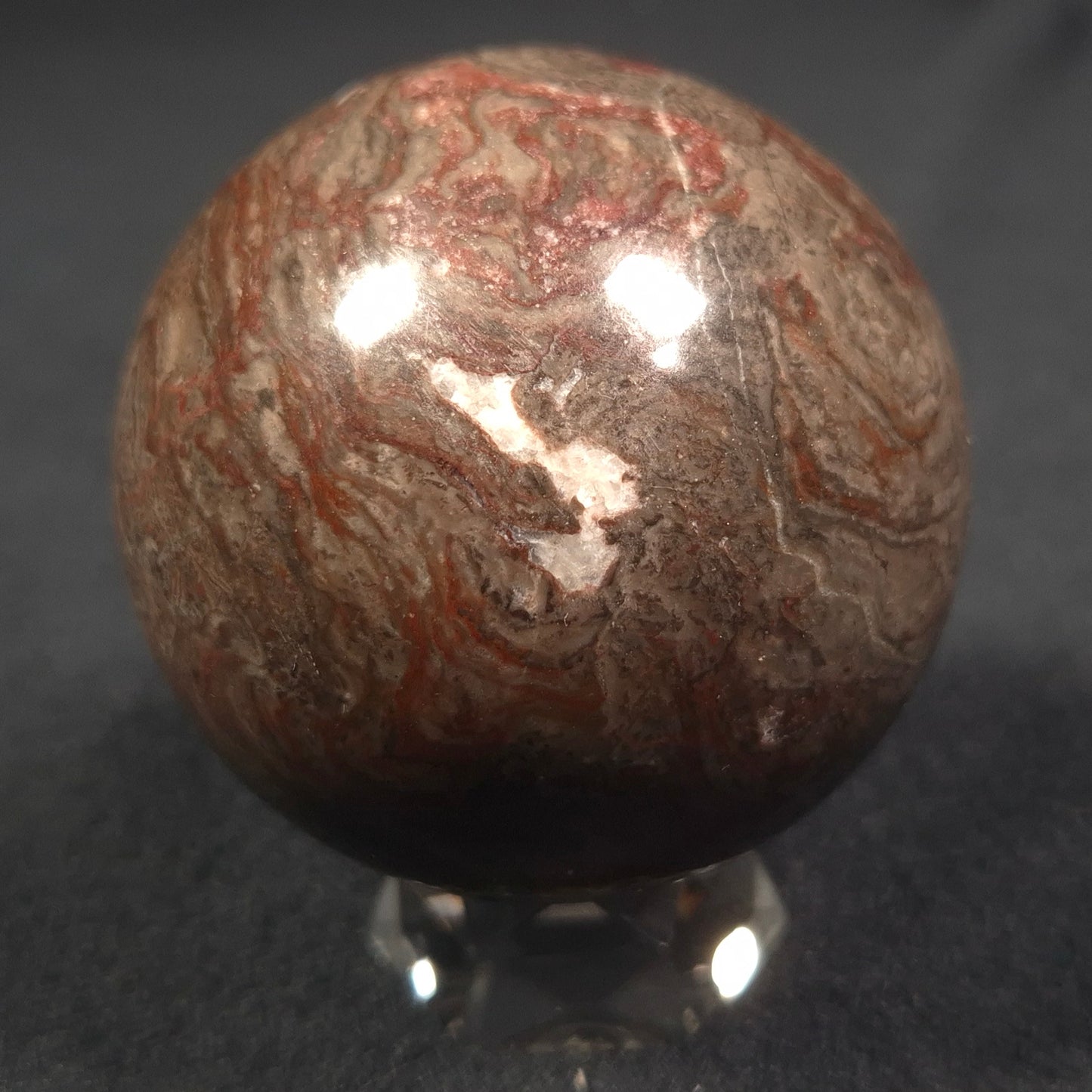 LINELLA AVIS STROMATOLITE, Proterozoic, Australia ZSS007