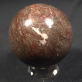 LINELLA AVIS STROMATOLITE, Proterozoic, Australia ZSS007