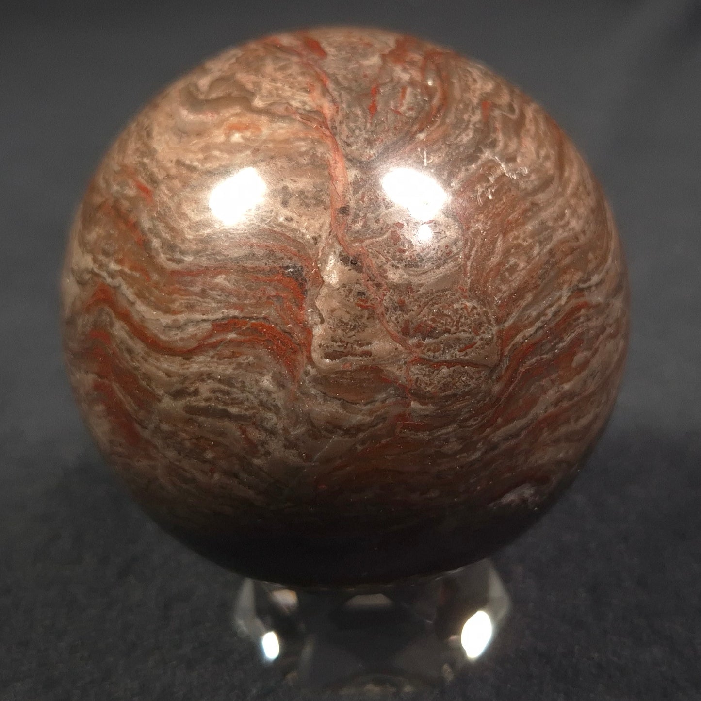 LINELLA AVIS STROMATOLITE, Proterozoic, Australia ZSS007