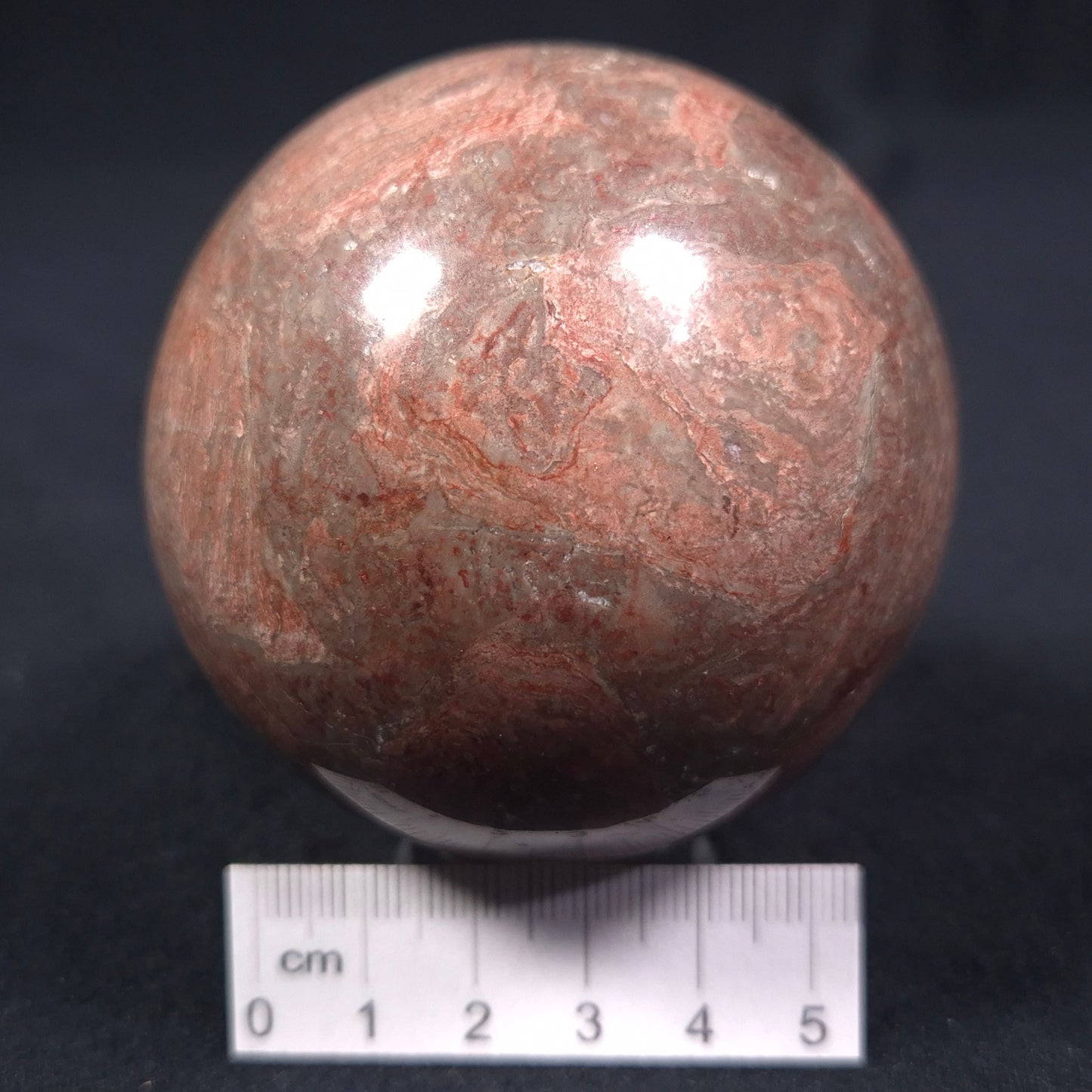 LINELLA AVIS STROMATOLITE, Proterozoic, Australia ZSS008