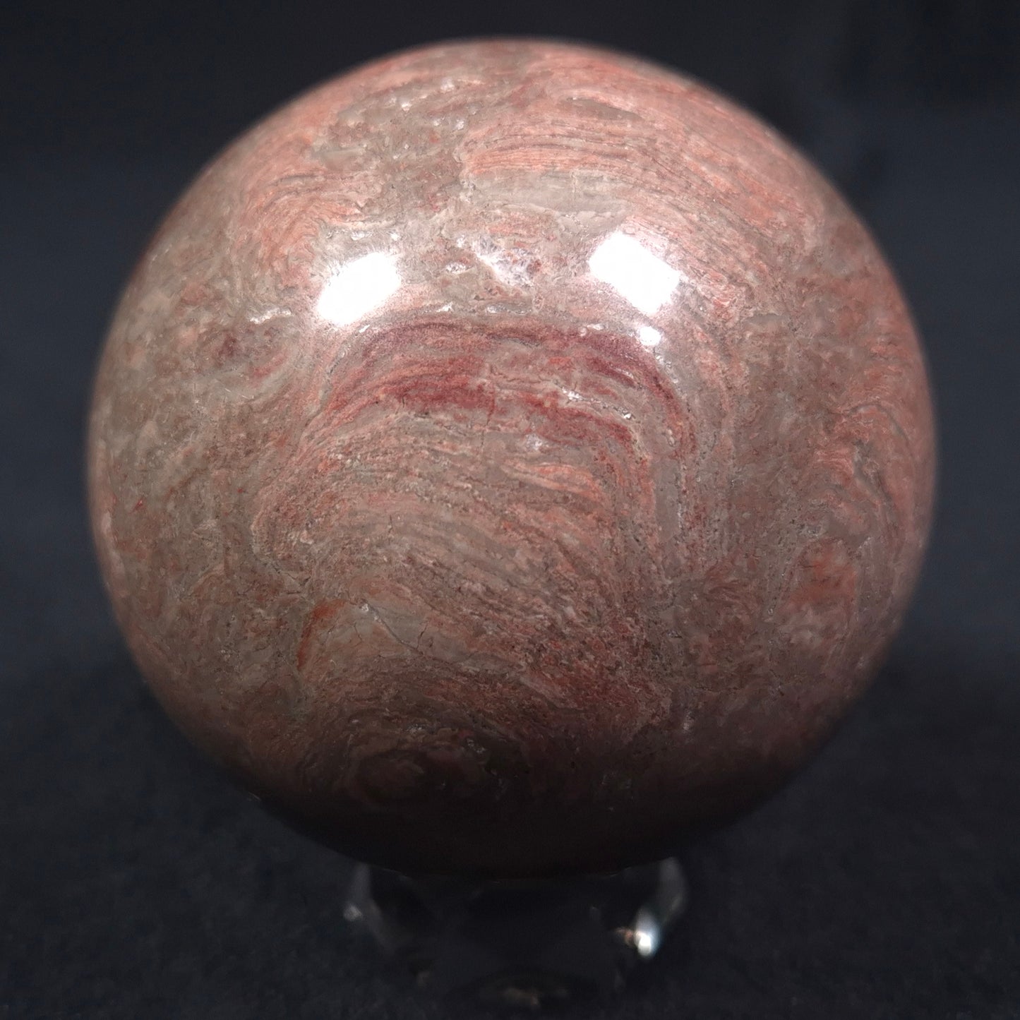 LINELLA AVIS STROMATOLITE, Proterozoic, Australia ZSS008