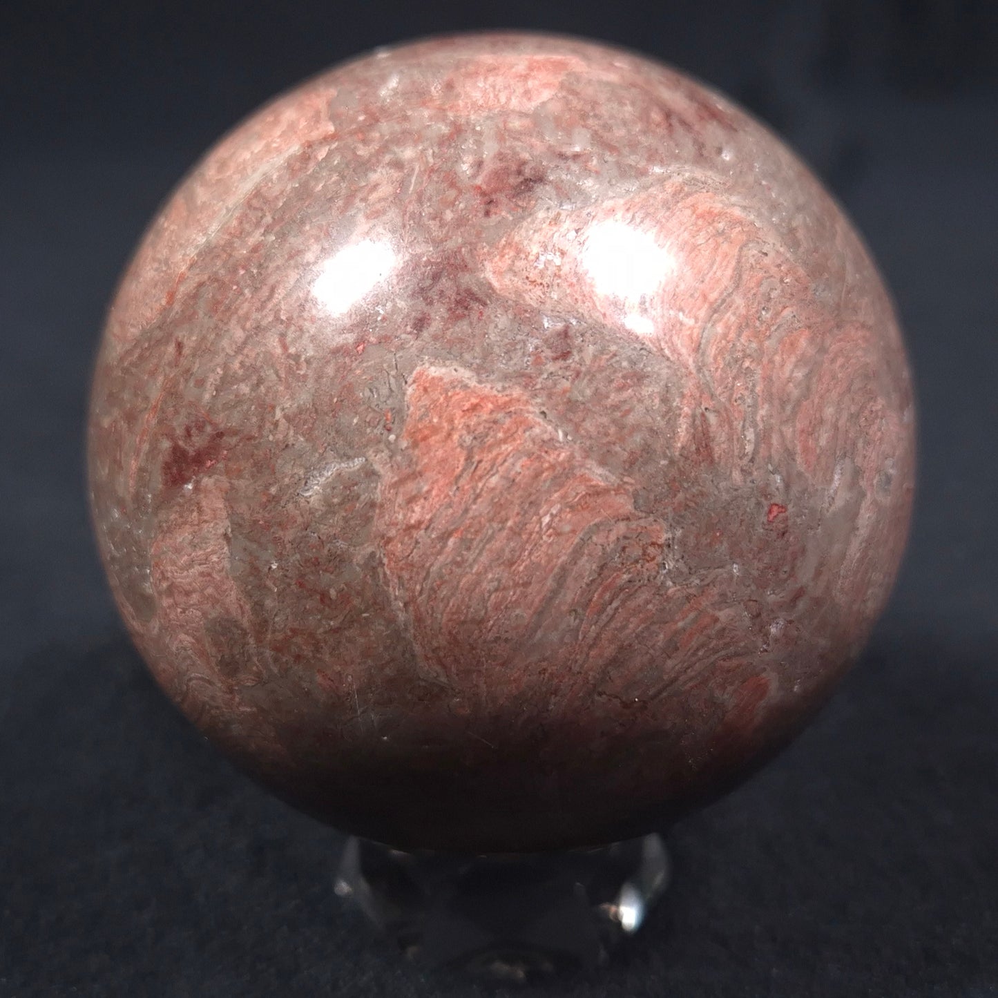 LINELLA AVIS STROMATOLITE, Proterozoic, Australia ZSS008