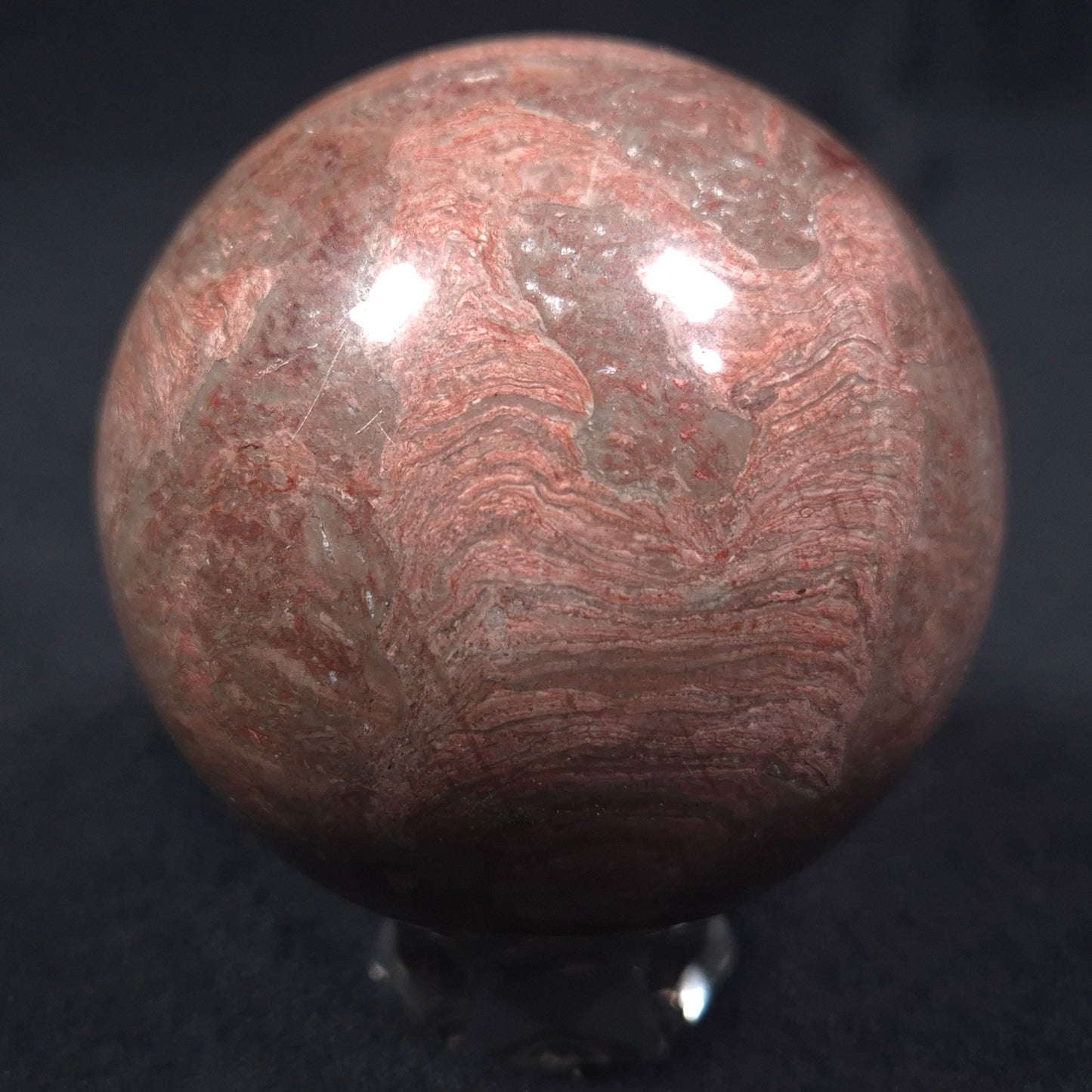 LINELLA AVIS STROMATOLITE, Proterozoic, Australia ZSS008